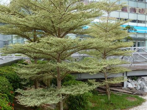 錦葉欖仁|樹木谷Hong Kong Tree Society